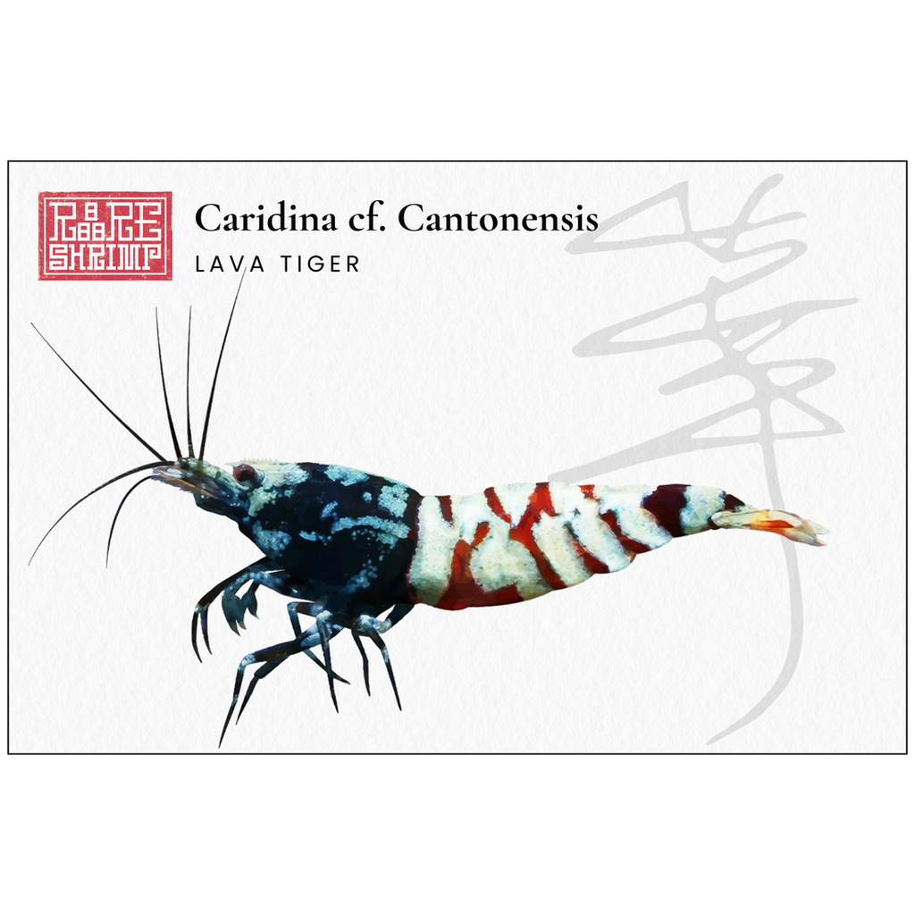 Lava Tiger Print 3 - A