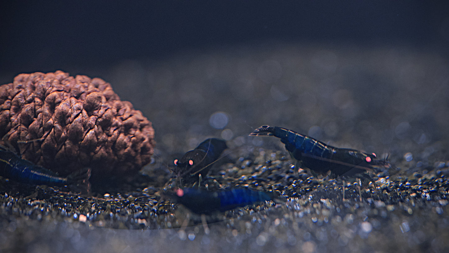 PRESALE - Orange Eye Blue Devil