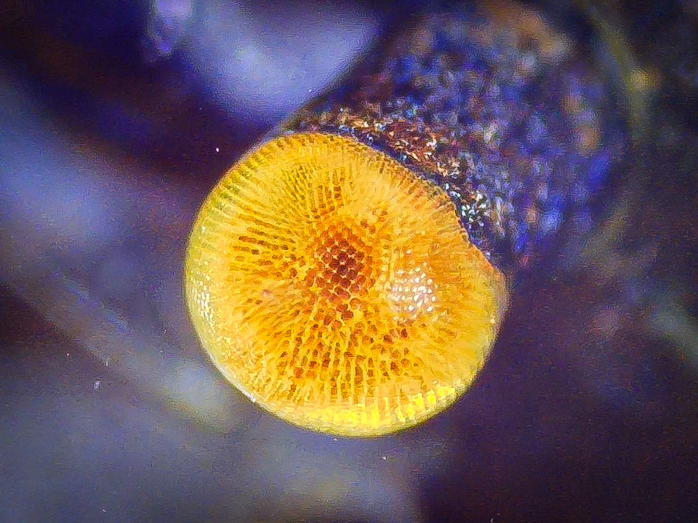 The Original OE Neocaridina Blue Dream