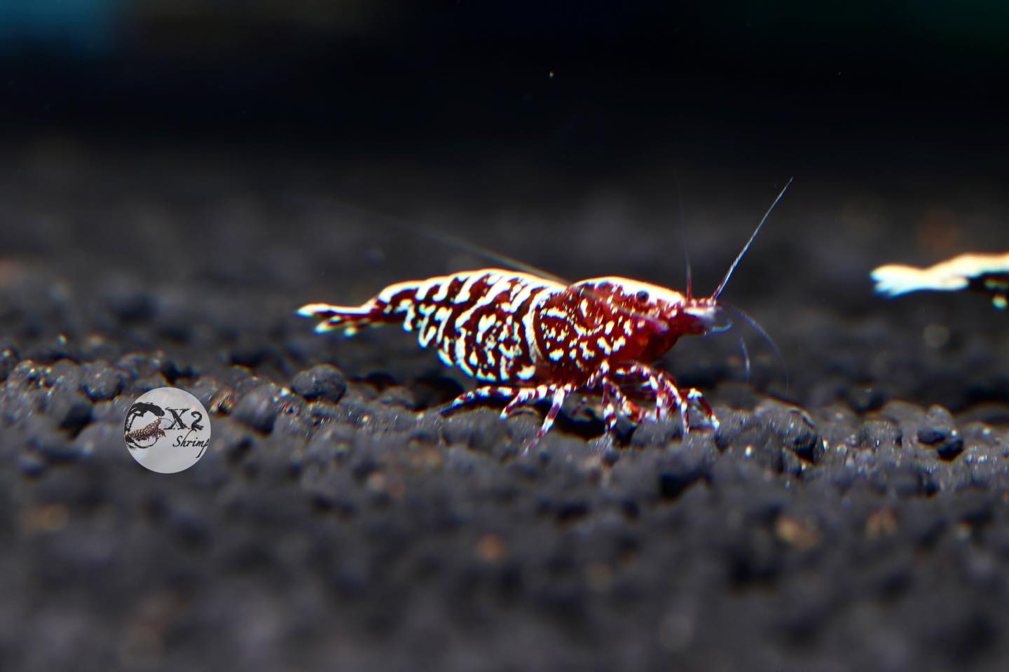PRESALE - Red Zebra Galaxy Snowflakes