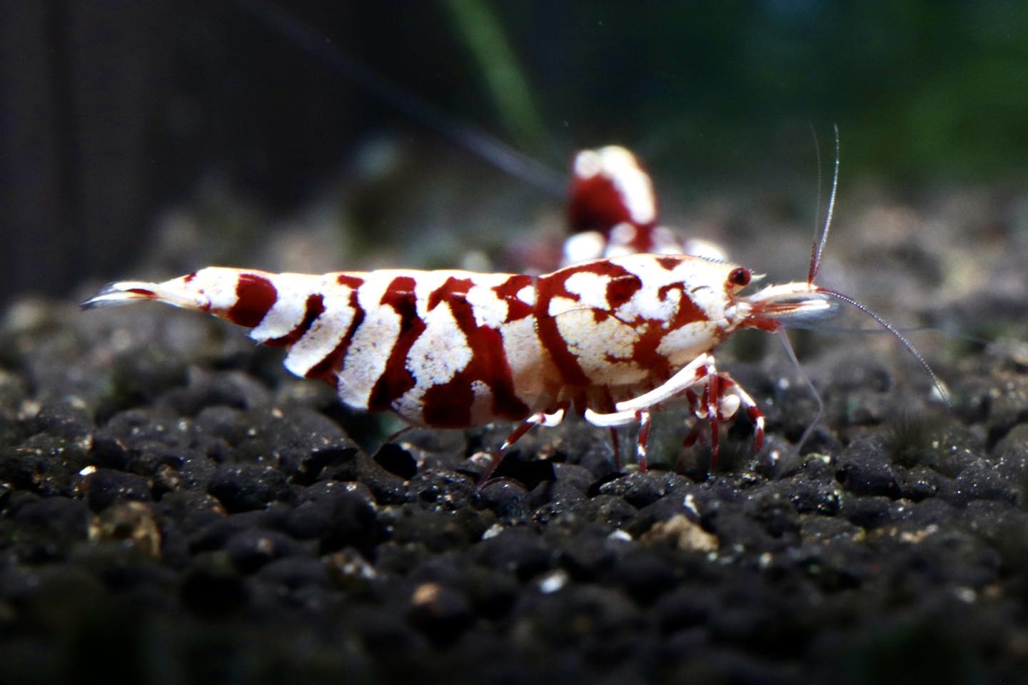 PRESALE - Red Fishbone Fancy Tiger