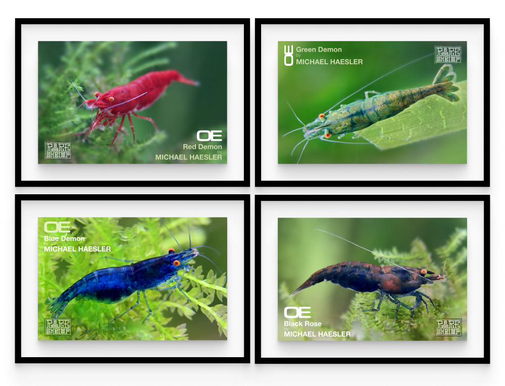 Orange Eye Neocaridina Full Collection