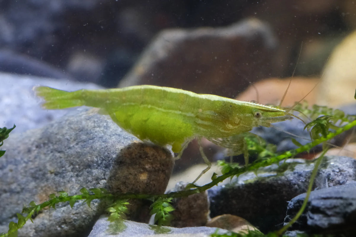 BUY IT NOW - Green Babaulti