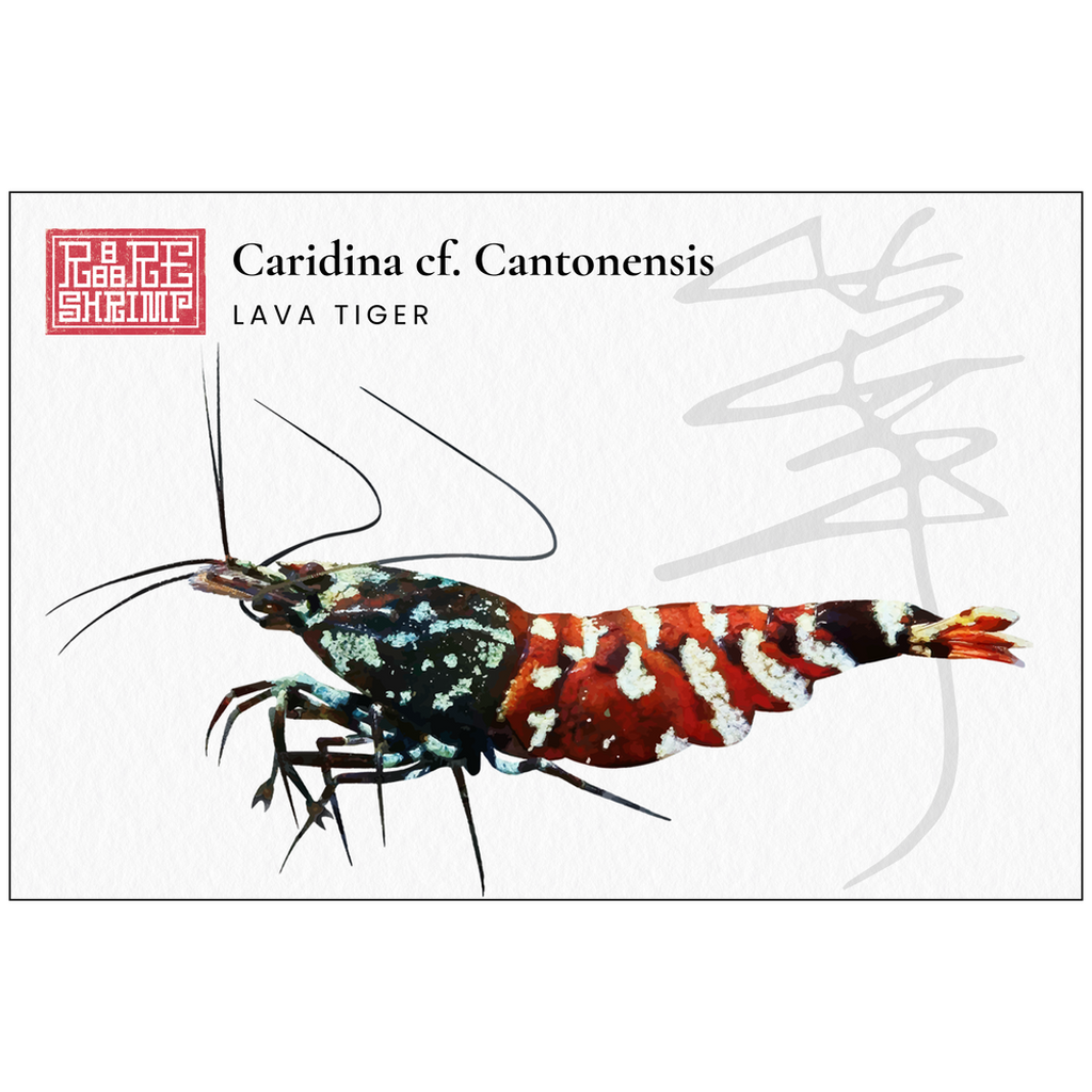 Lava Tiger Print 1 - A