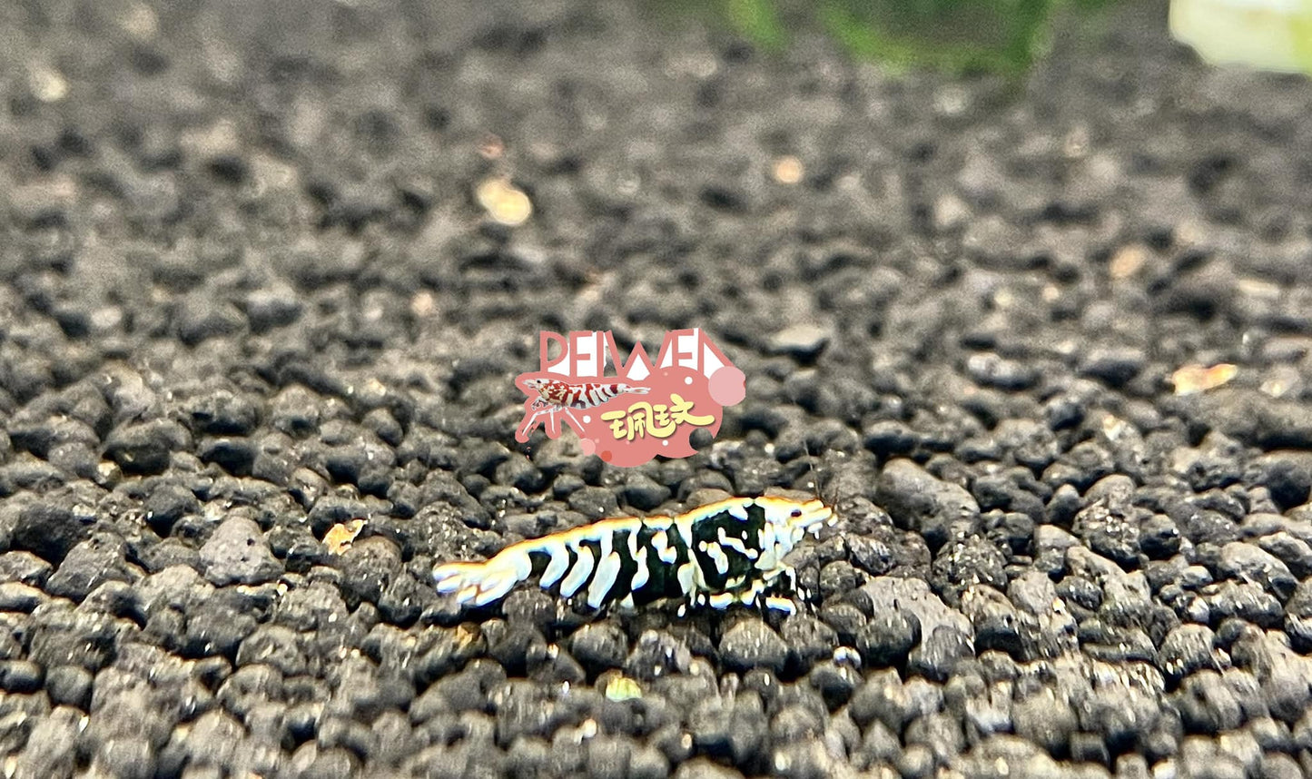 PRESALE - Black Fishbone Fancy Tiger