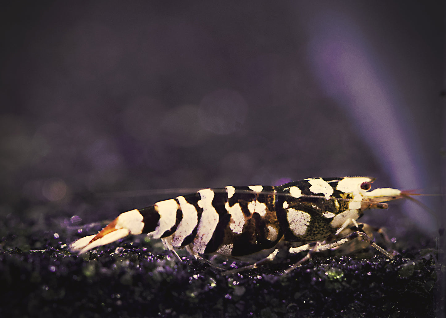PRESALE - Black Fancy Tiger