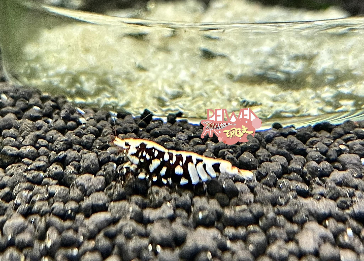 PRESALE - Black Fishbone Fancy Tiger