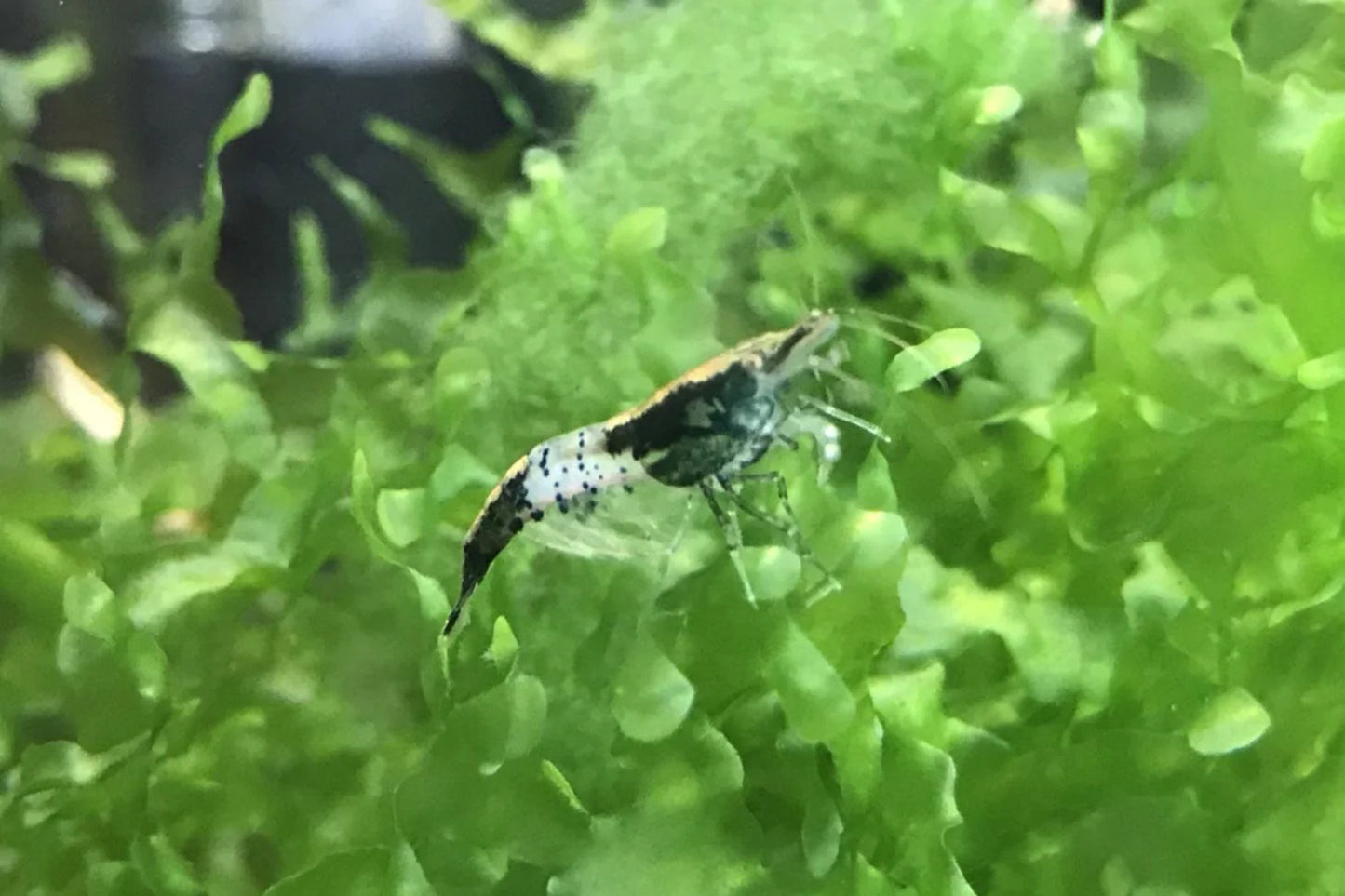 BUY IT NOW - Carbon Rili / Black Rili Neocaridina
