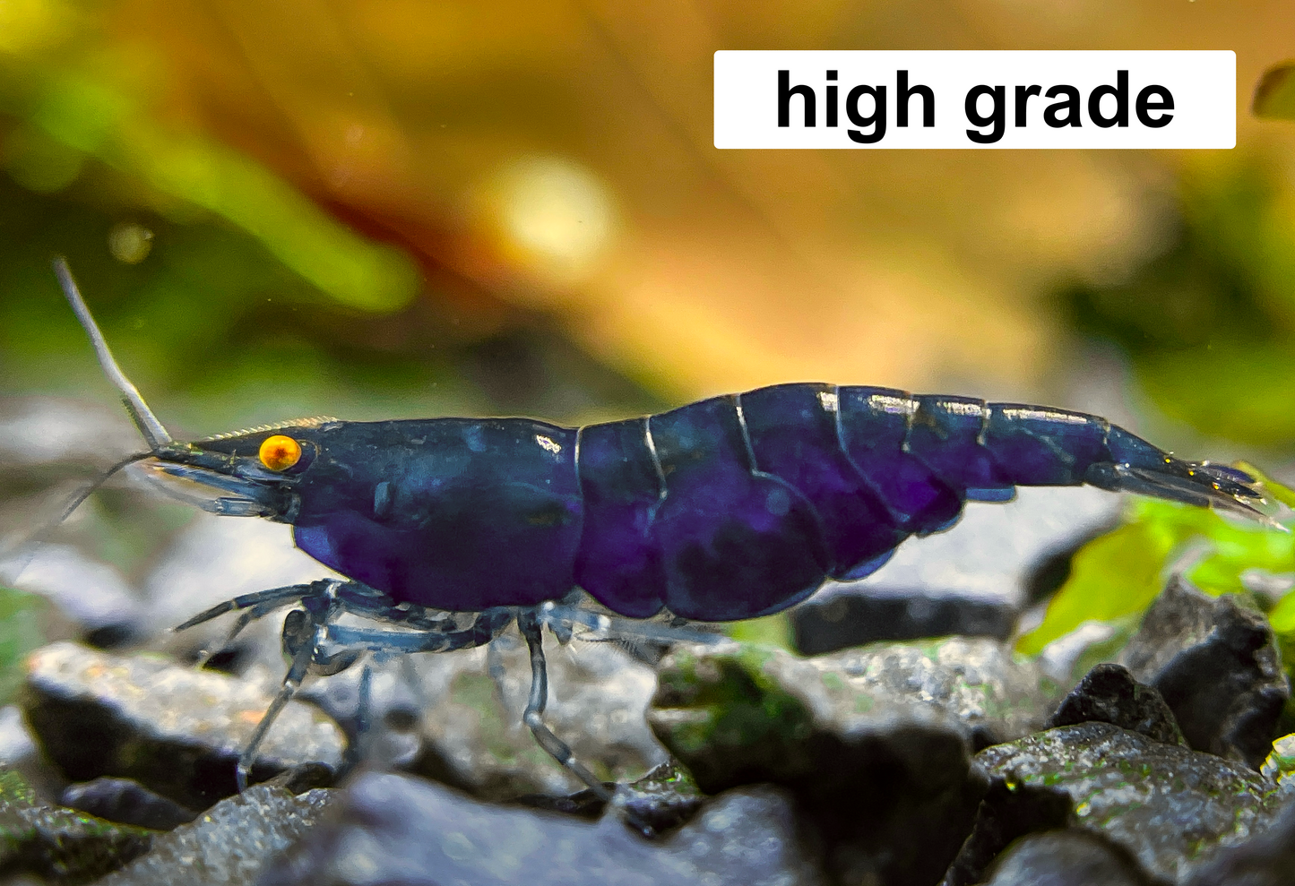 The Original OE Neocaridina - Dark Blue