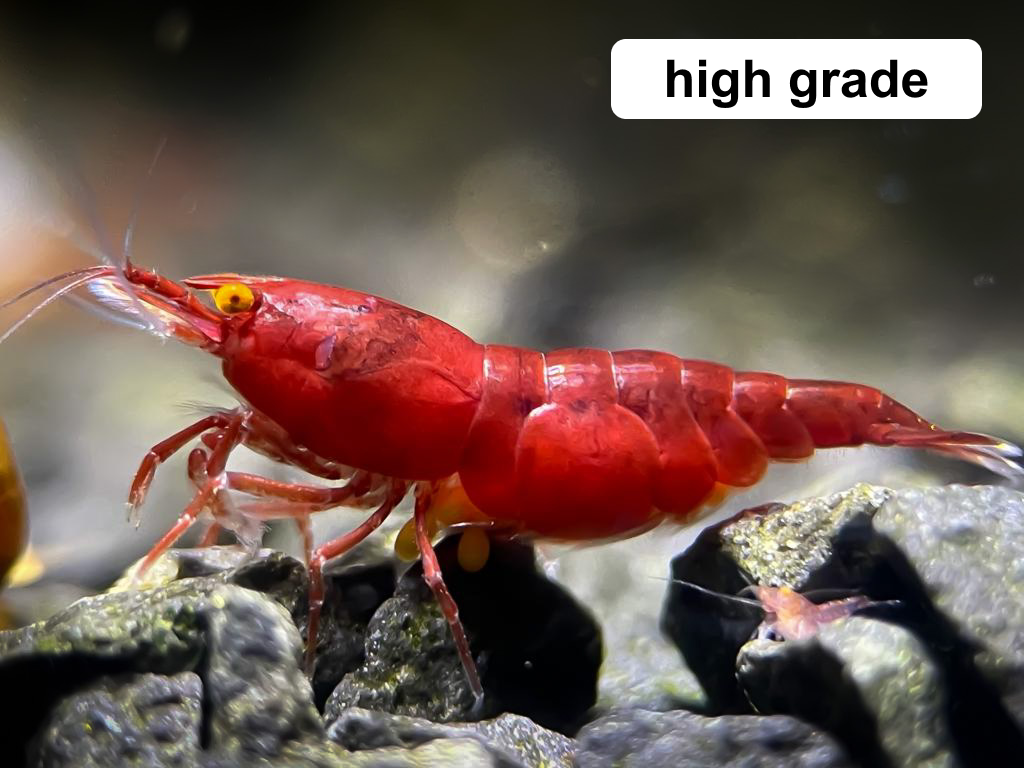 The Original OE Neocaridina Red Demon