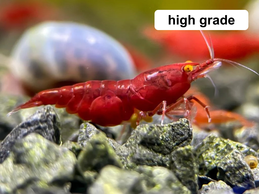 The Original OE Neocaridina Red Demon