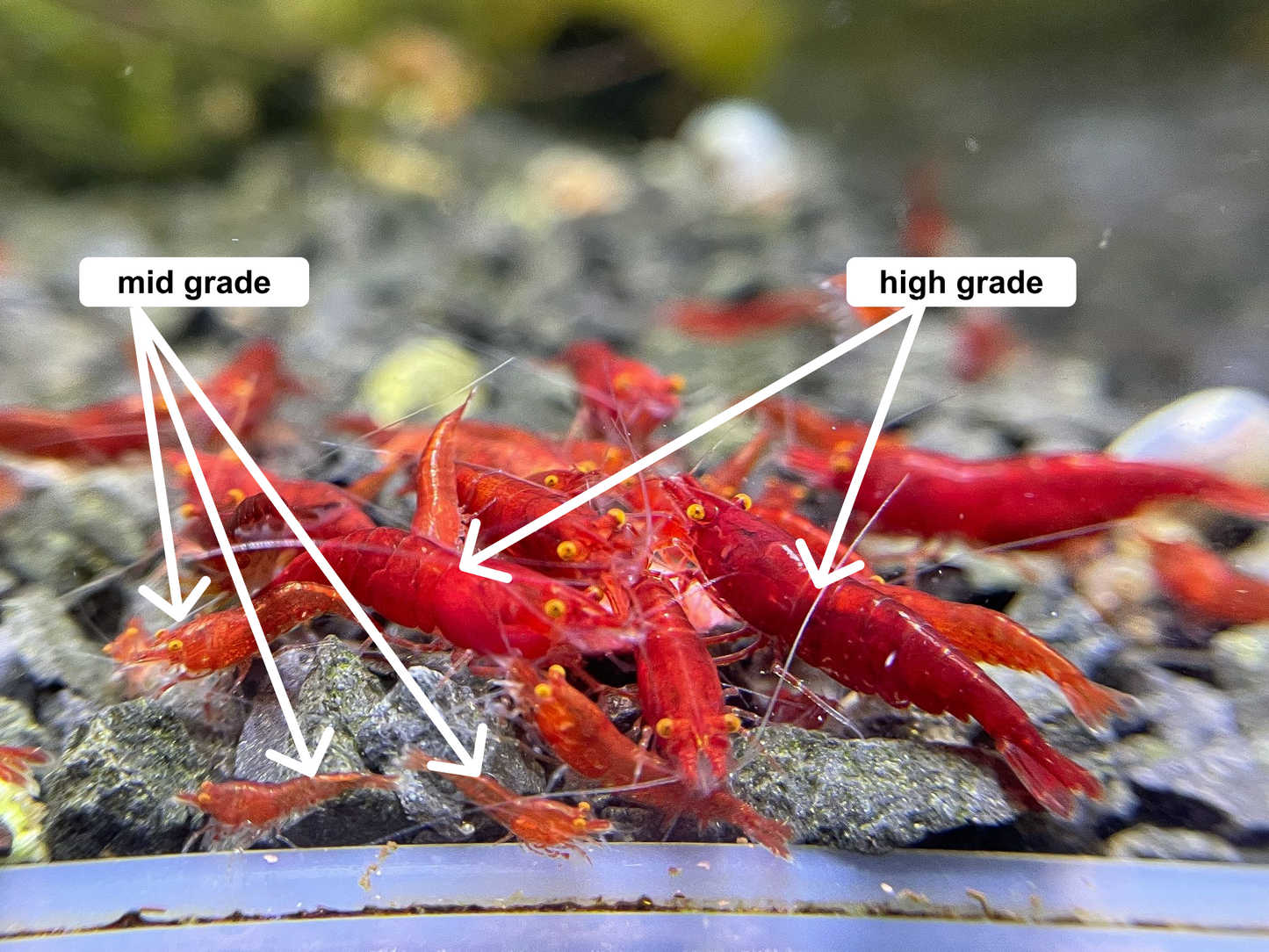 The Original OE Neocaridina Red Demon