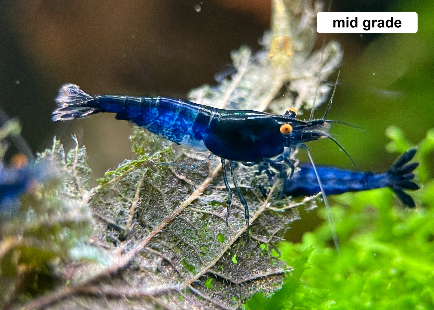The Original OE Neocaridina Blue Dream