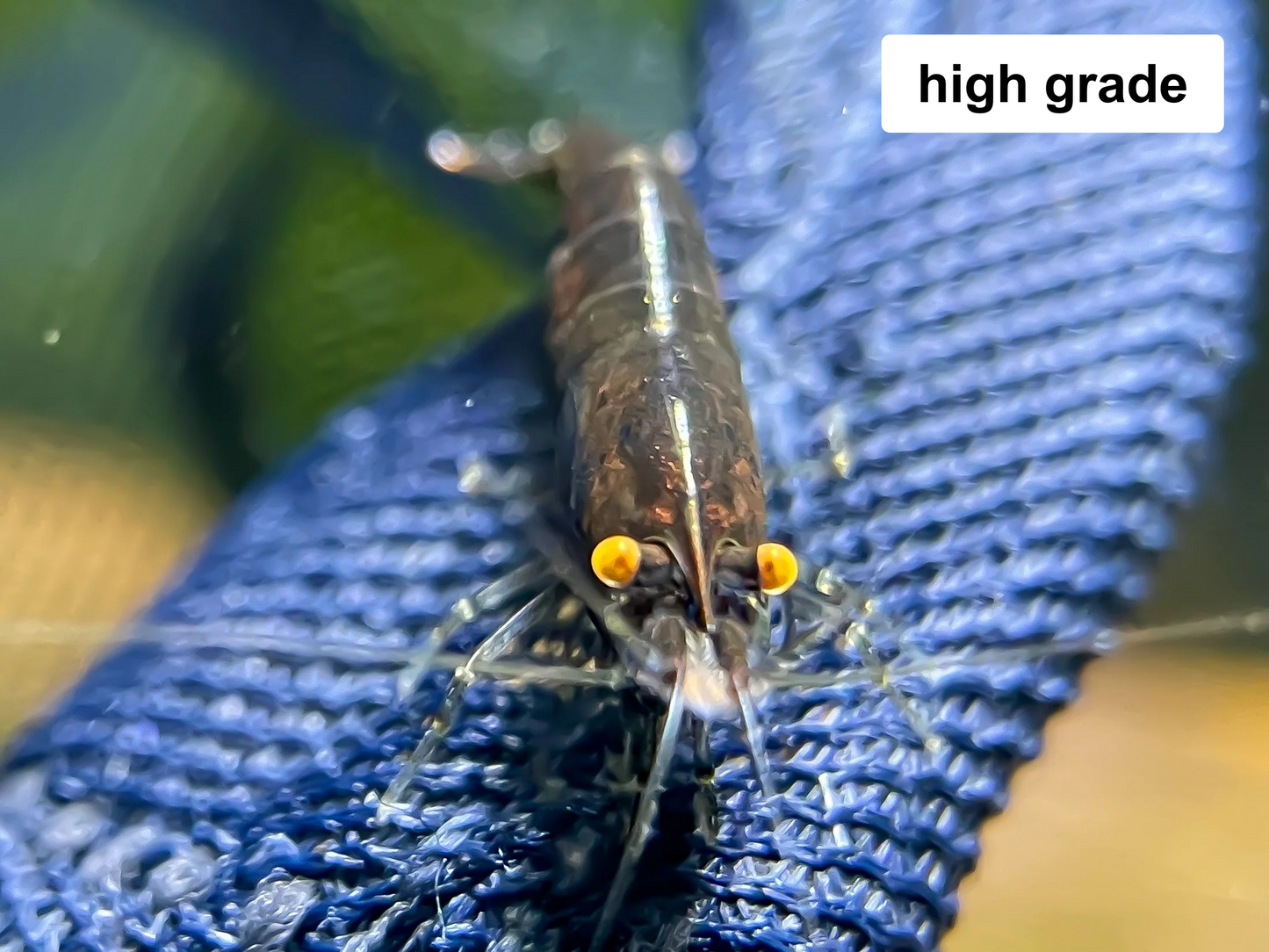 The Original OE Neocaridina OE Black Rose
