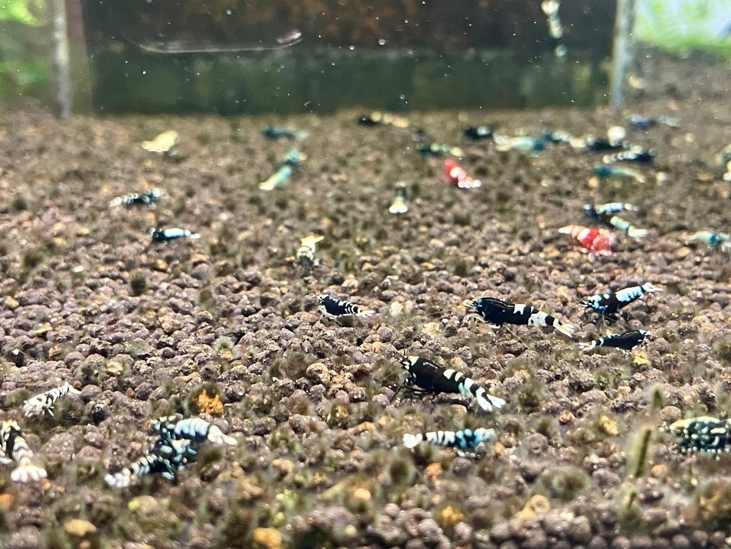 PRESALE - Black Diamond (High Grade)