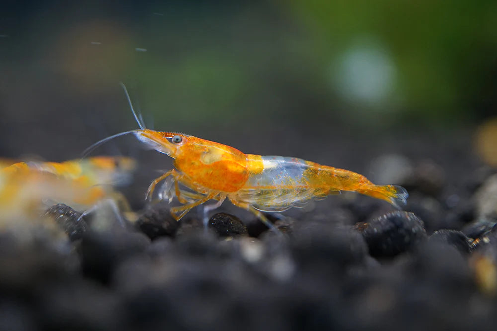 BUY IT NOW - Orange Rili Neocaridina