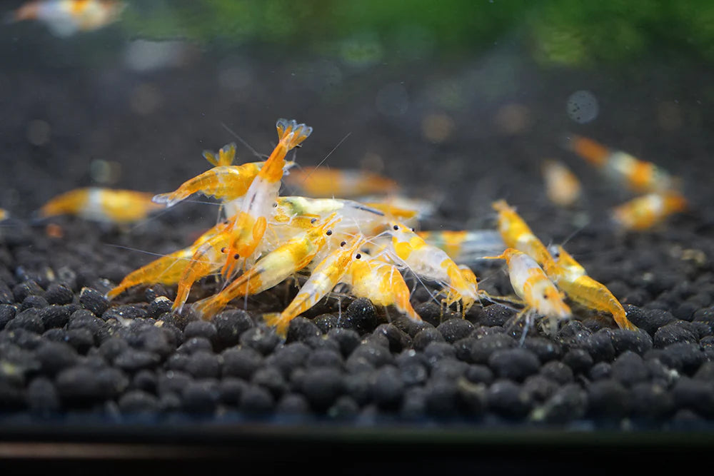 BUY IT NOW - Orange Rili Neocaridina