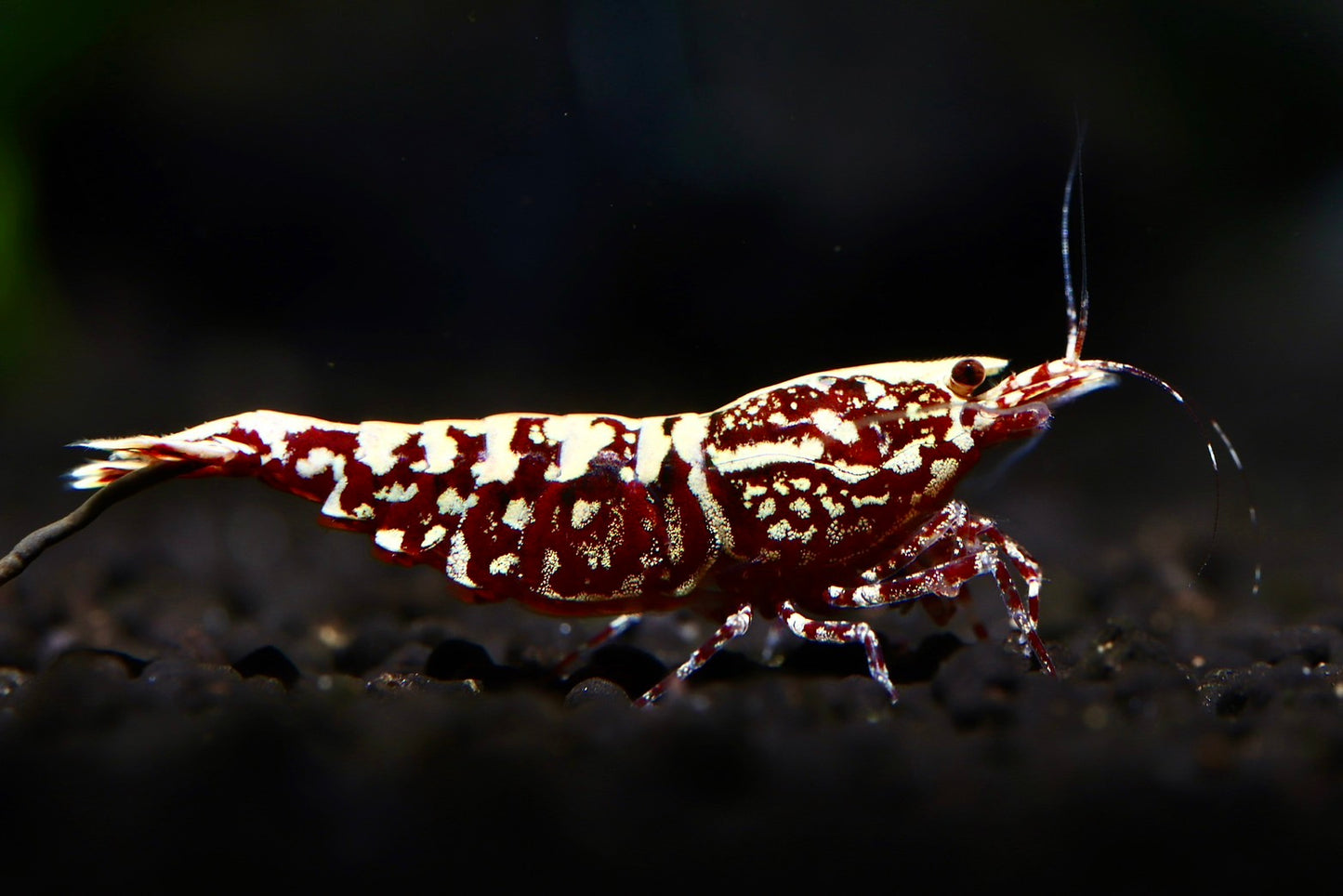 PRESALE - Red Zebra Galaxy Snowflakes