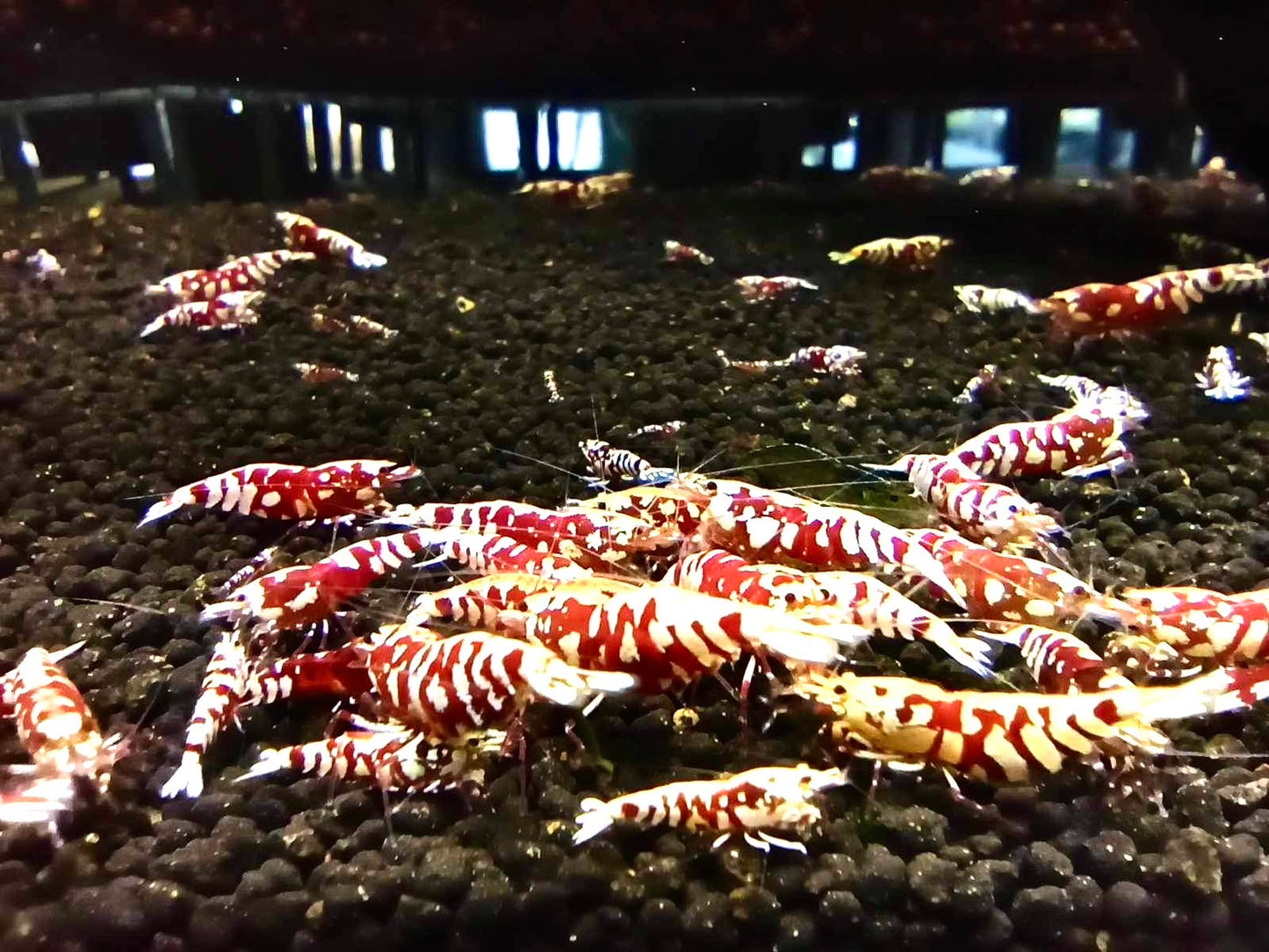 PRESALE - Red Fishbone Fancy Tiger