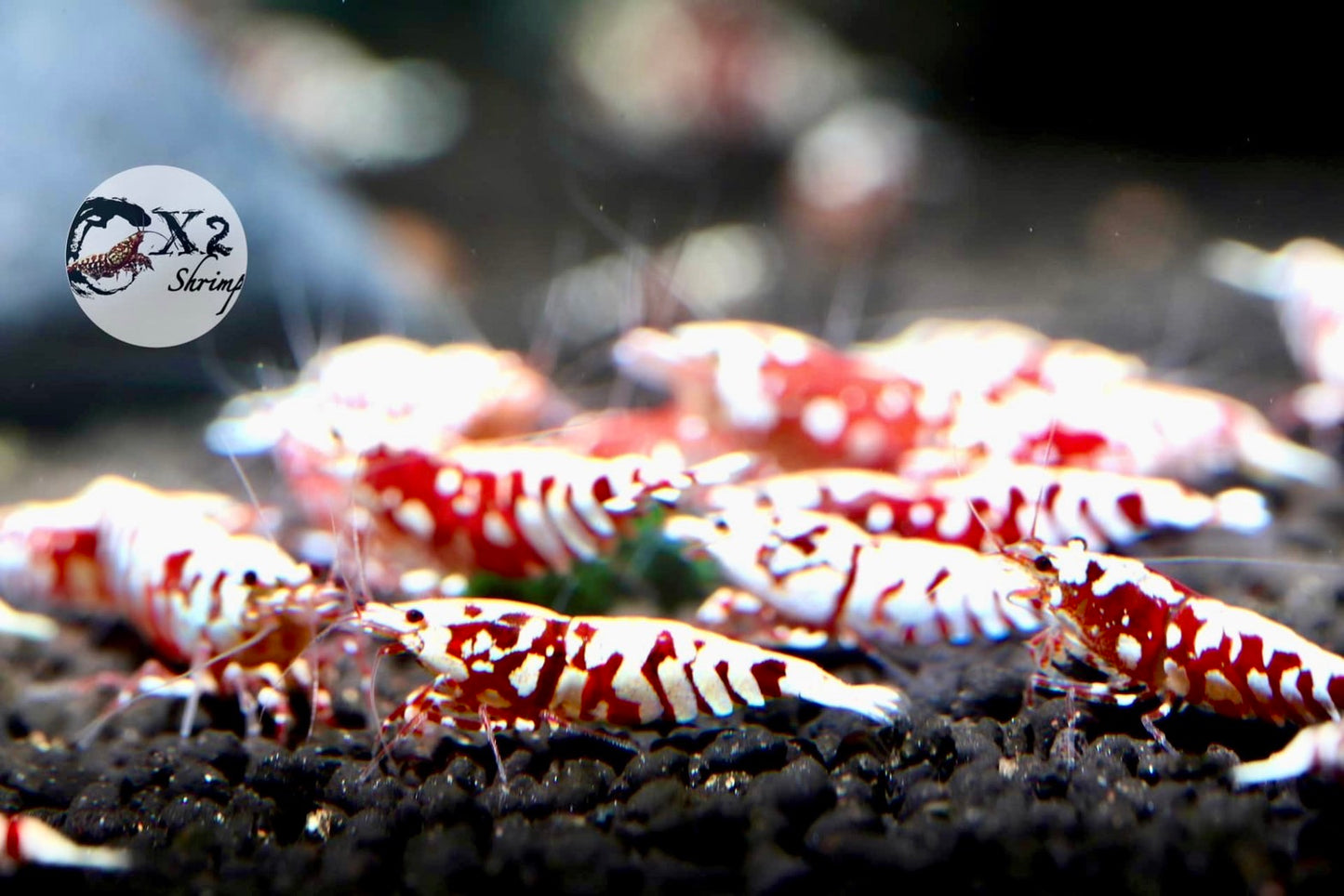 PRESALE - Red Fishbone Fancy Tiger