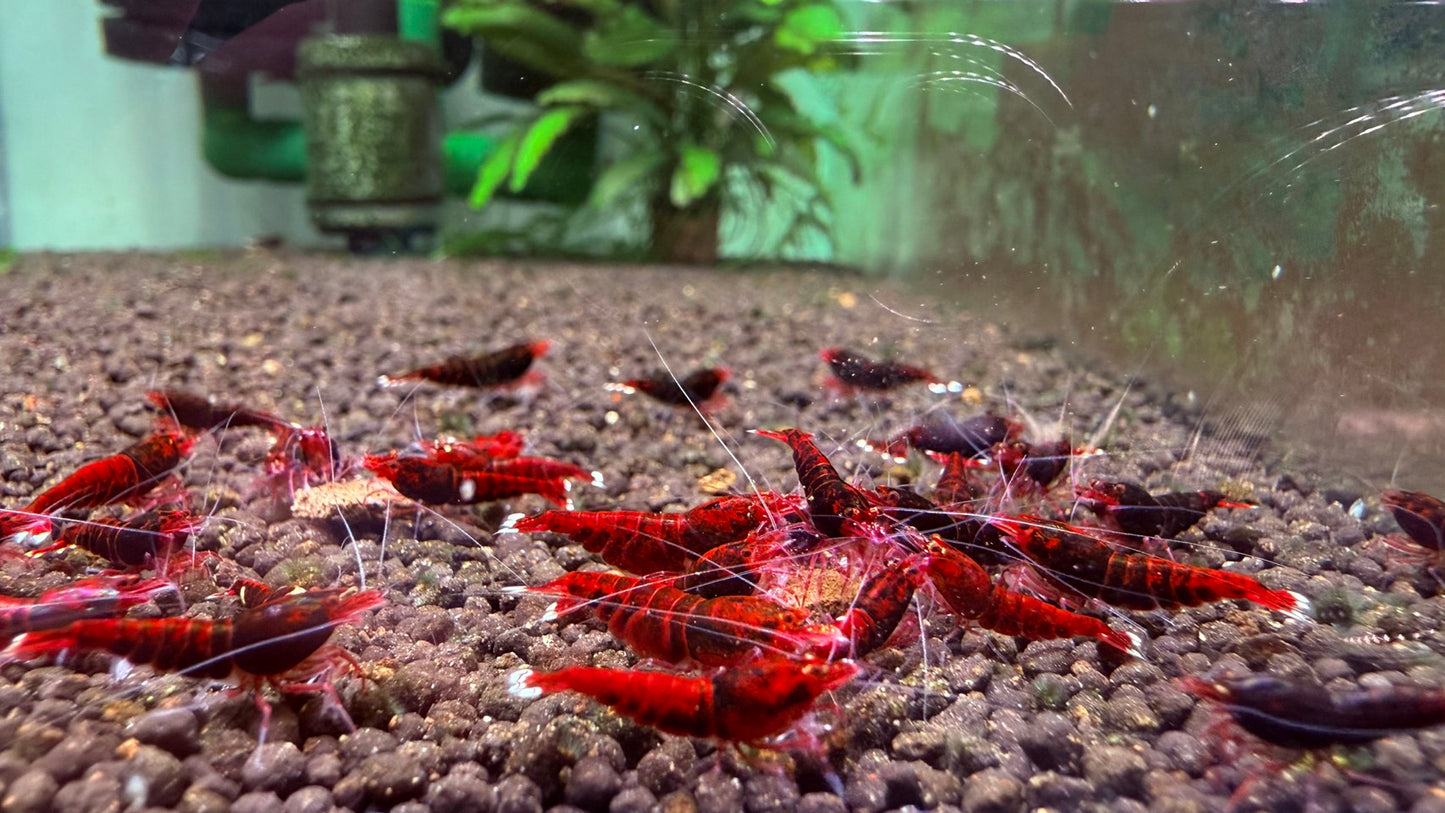 PRESALE - Extreme Red King Kong