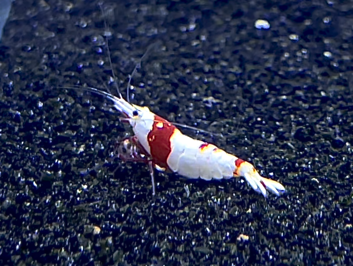 PRESALE - PRL (Pure Red Line) No Entry Crystal Red Shrimp
