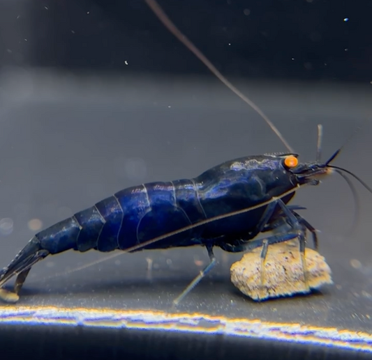 PRESALE - Orange Eye Blue Devil