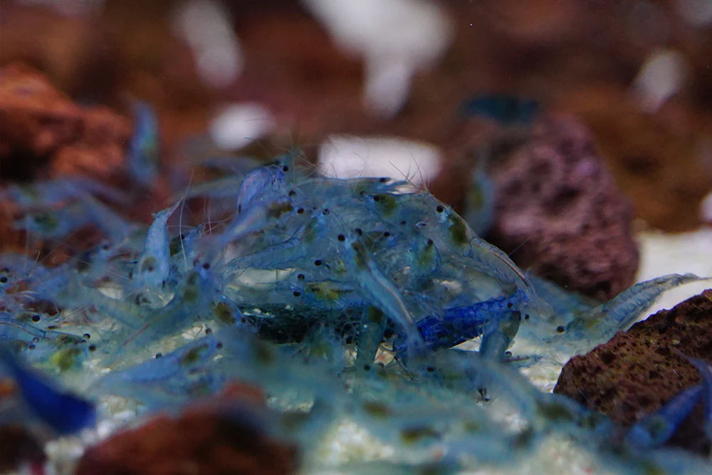 BUY IT NOW - Blue Velvet / Blue Jelly Neocaridina