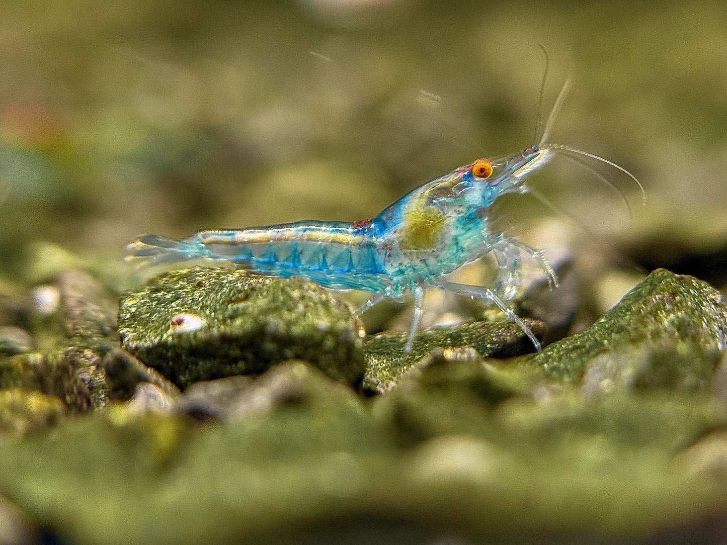 The Original OE Neocaridina Blue Jelly