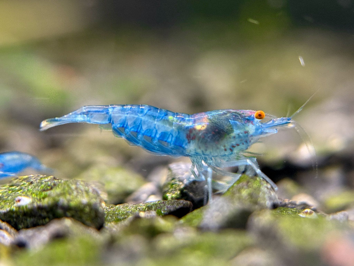 The Original OE Neocaridina Blue Jelly