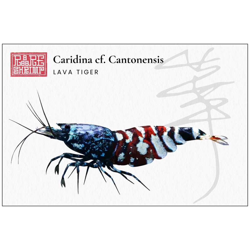 Lava Tiger Print 2 - A