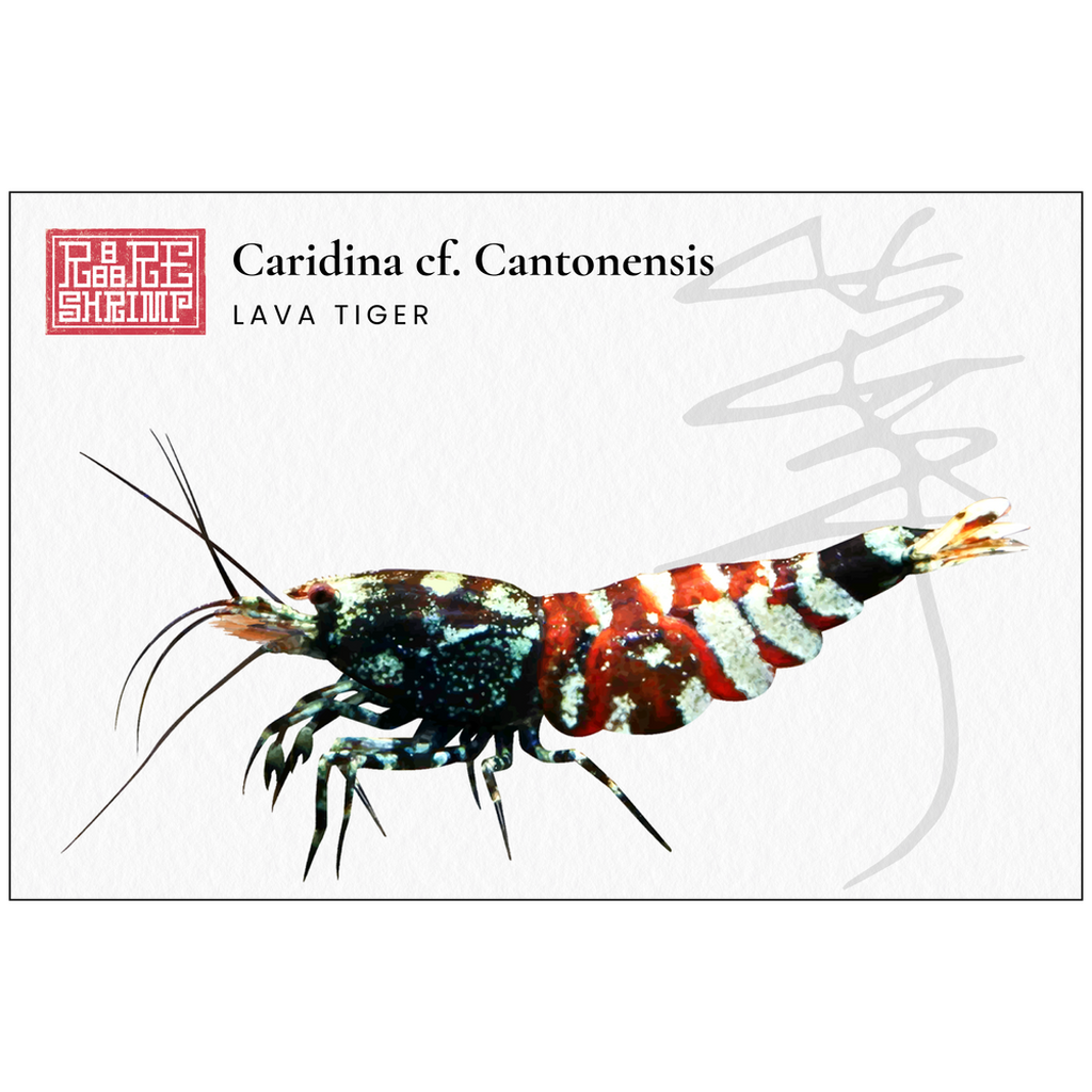 Lava Tiger Print 4 - A