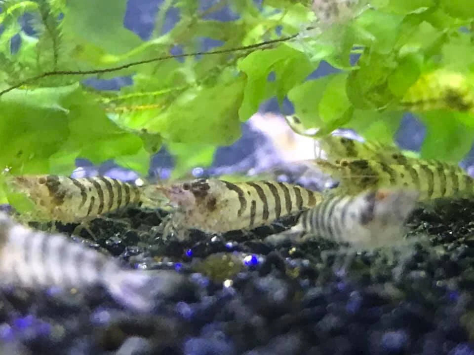 BUY IT NOW - Zebra Babaulti Neocaridina