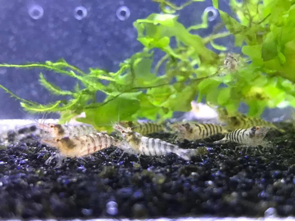BUY IT NOW - Zebra Babaulti Neocaridina
