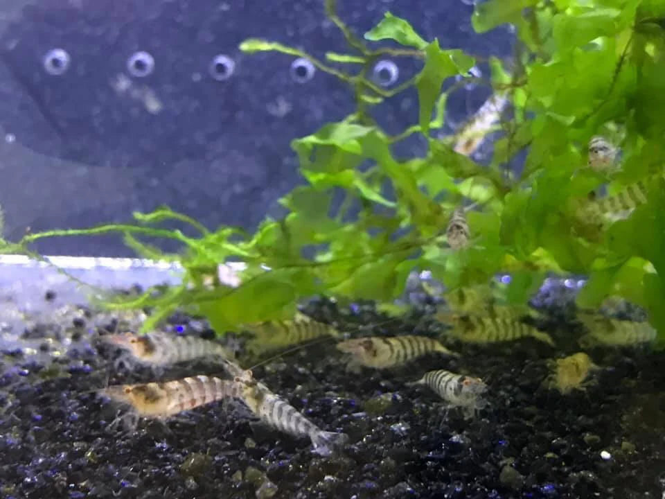 BUY IT NOW - Zebra Babaulti Neocaridina