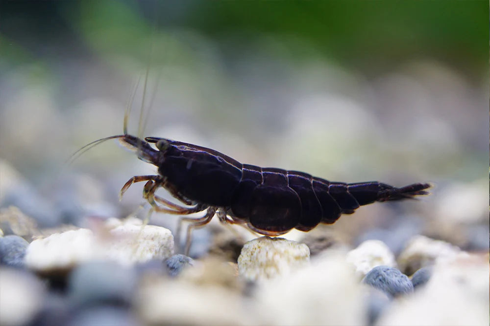 BUY IT NOW - Black Rose (Black Diamond) Neocaridina