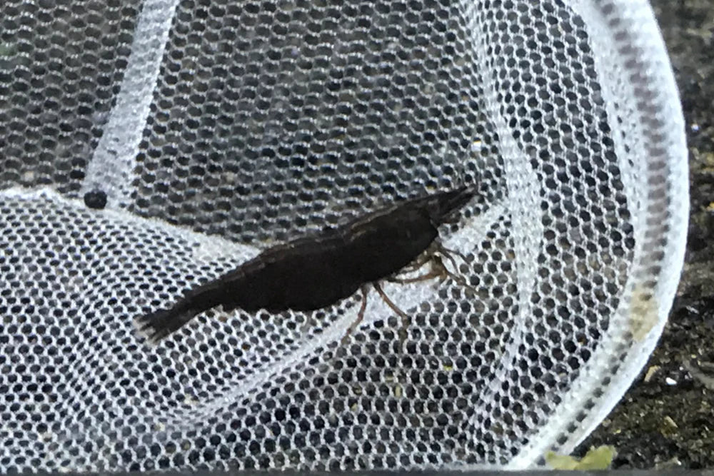 BUY IT NOW - Black Rose (Black Diamond) Neocaridina