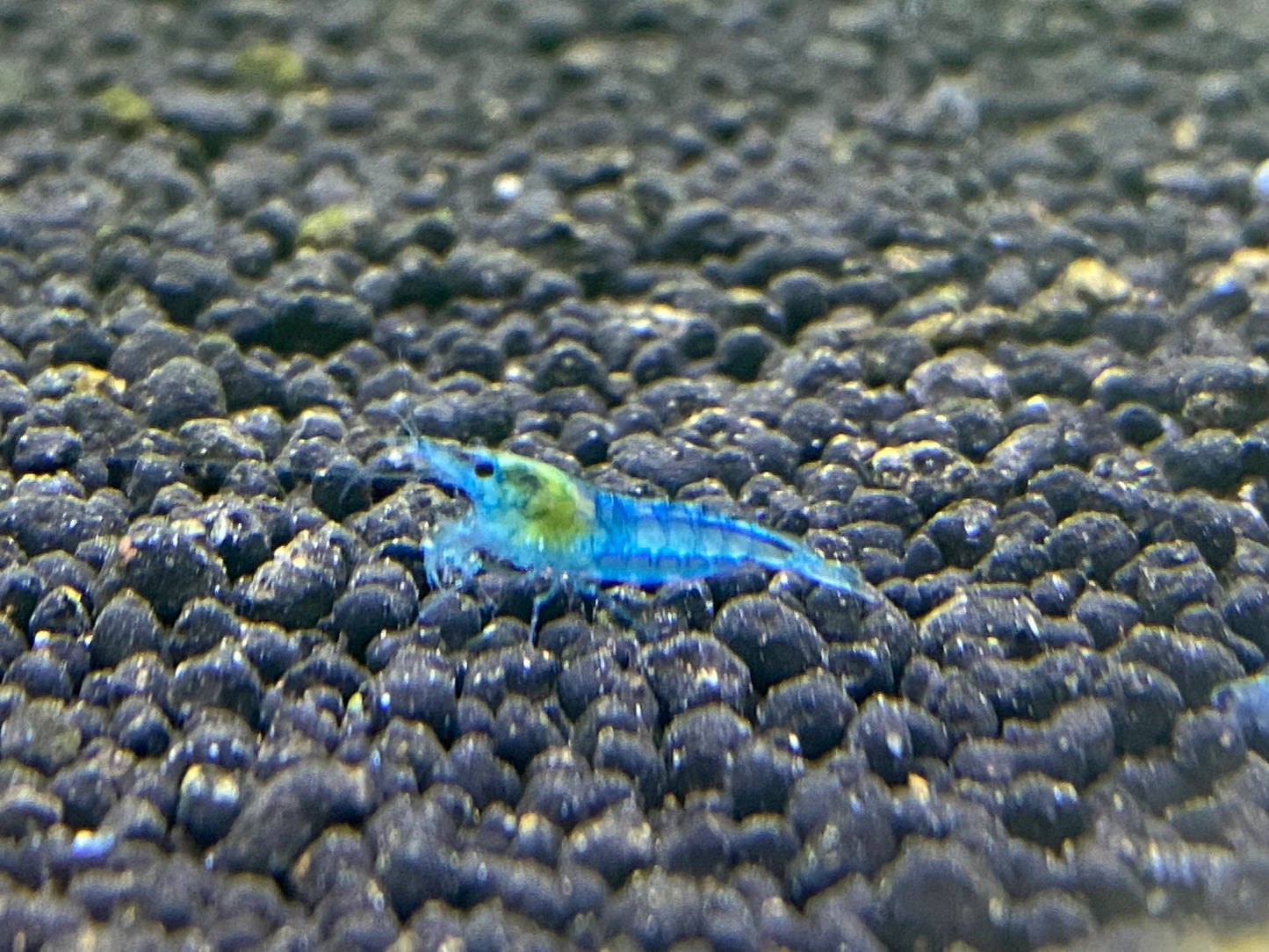 BUY IT NOW - Blue Velvet / Blue Jelly Neocaridina
