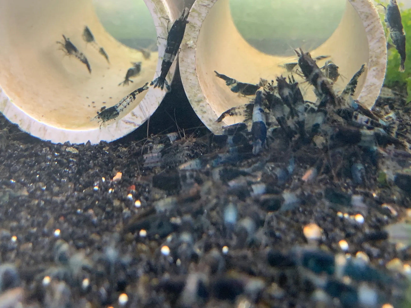 BUY IT NOW - Carbon Rili / Black Rili Neocaridina