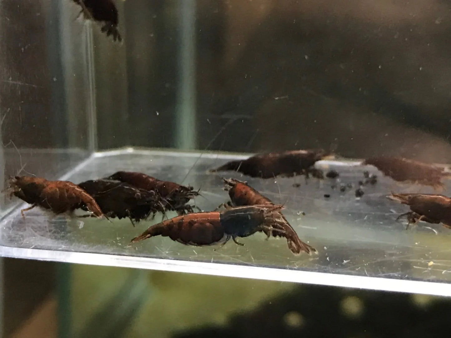 BUY IT NOW - Onyx Neocaridina