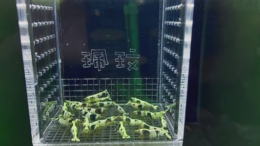 PRESALE - Black Panther Shrimp