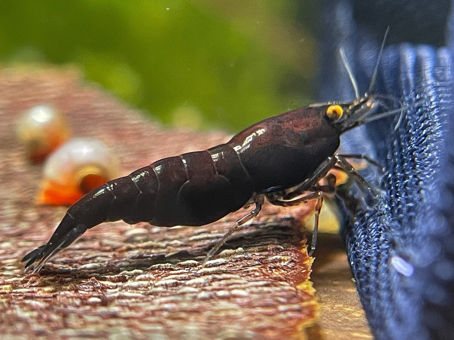 Presale - OE Black Rose Neocaridina