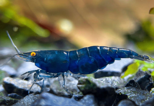 Presale - OE Blue Dream Neocaridina