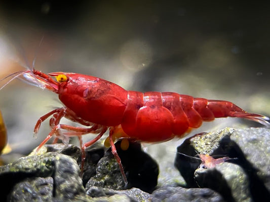 Presale - OE Red Demon Neocaridina