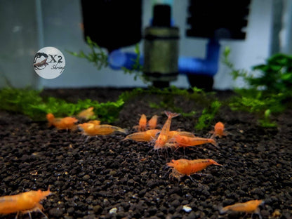 PRESALE - Orange Eye Orange Devil