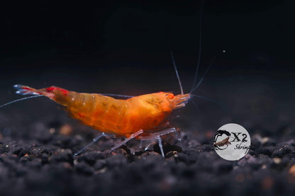 PRESALE - Orange Eye Orange Devil