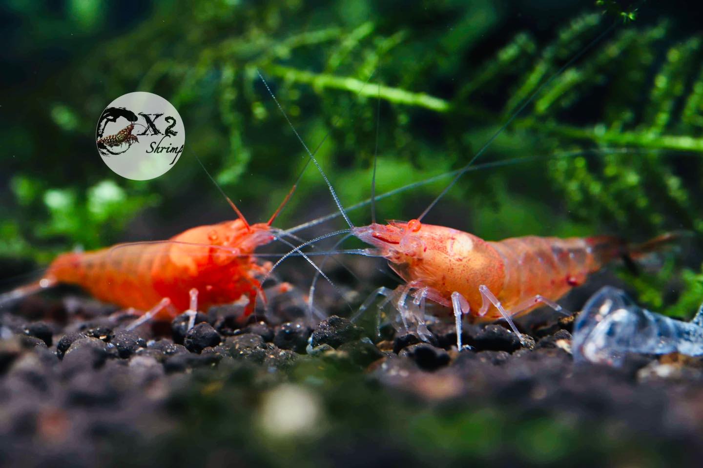 PRESALE - Orange Eye Orange Devil