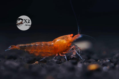 PRESALE - Orange Eye Orange Devil