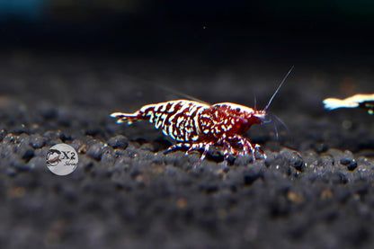 PRESALE - Red Zebra Galaxy Snowflakes