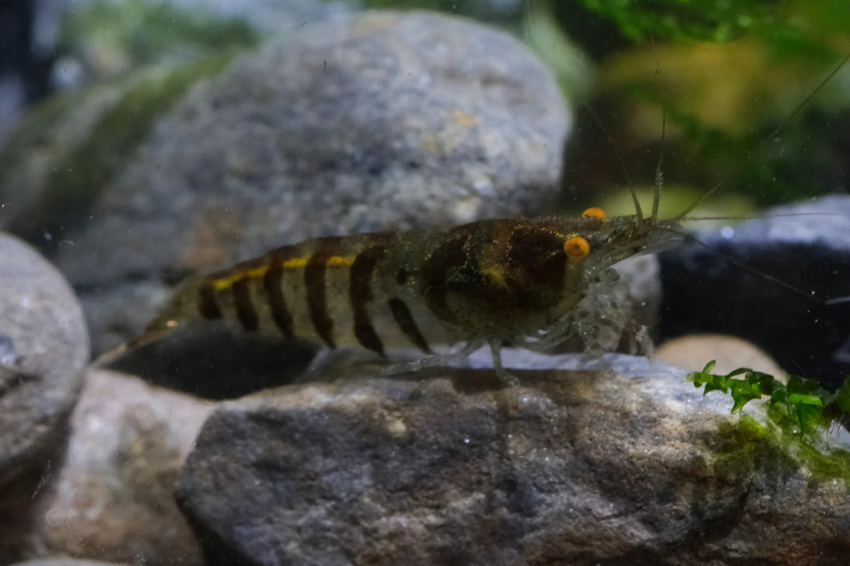 BUY IT NOW - Orange Eye Zebra Babaulti Caridina